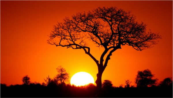 浸透力が高く※、高保湿。南アフリカの大地が生んだ神の木『マルラ』の実から採れる天然オイル